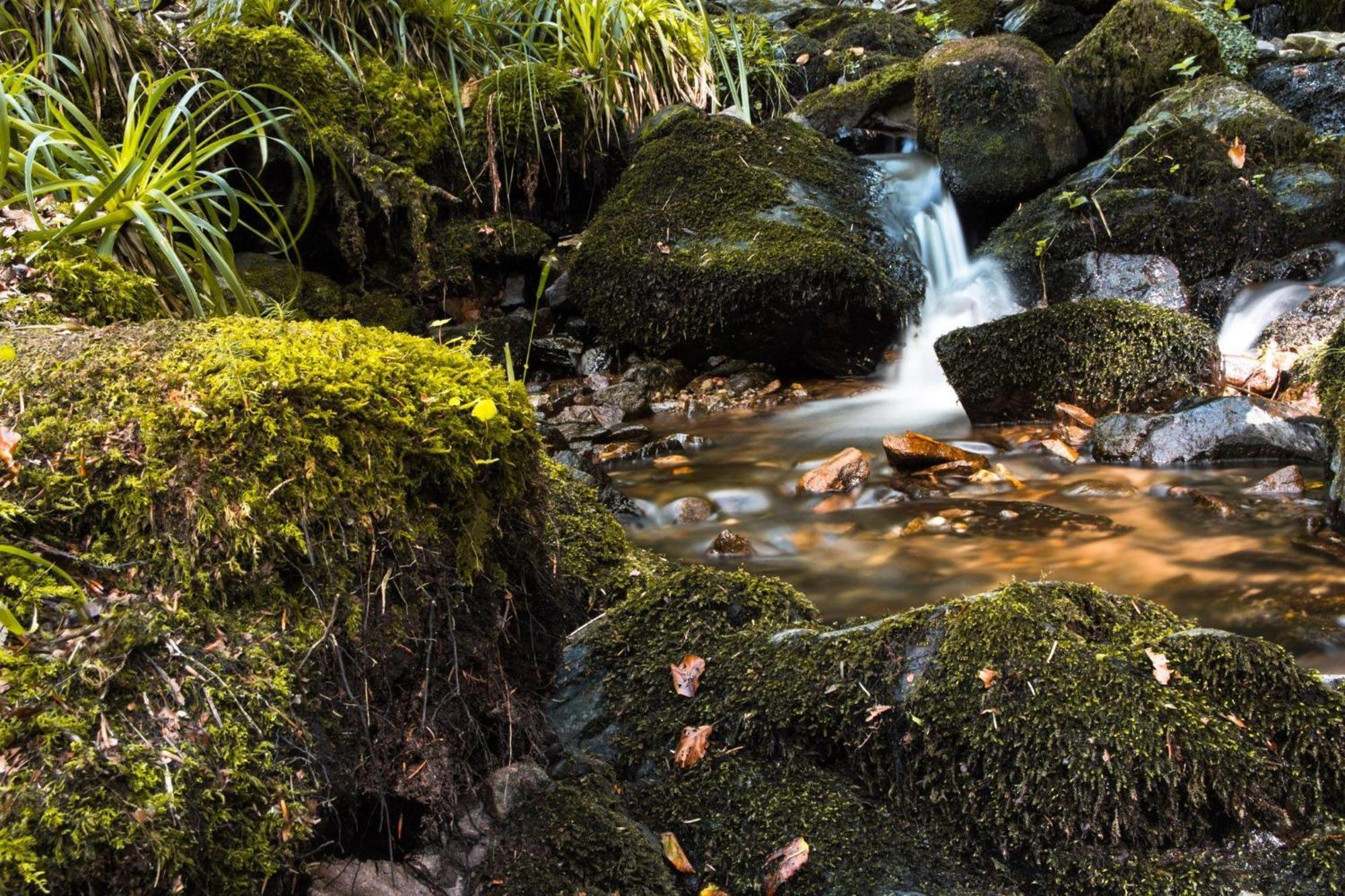 Ferienwohnung Am Kapellenberg - Am Rande Des Nationalparks Schwarzwald Bad Peterstal-Griesbach Εξωτερικό φωτογραφία